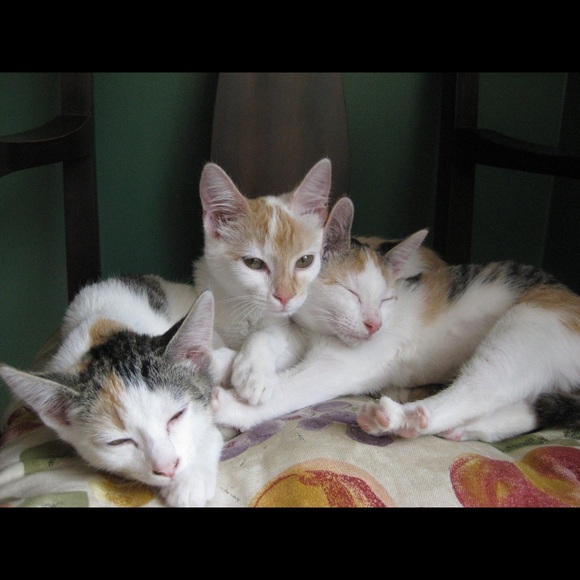 🐈 🐾 Hello! Welcome to come our human closet 🐈🐾 - Picture 7 of 13